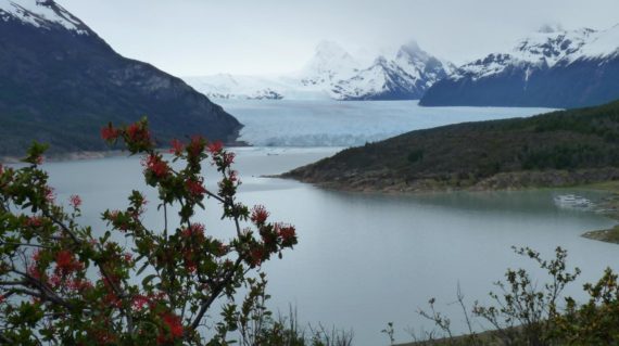 Calafate