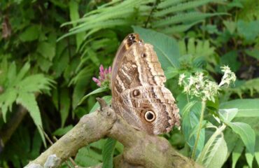 Cataratas de Iguazú Mariposa