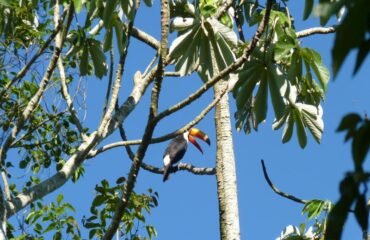 Tucan en Cataratas de Iguazu
