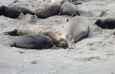 Argentina - Leones Marinos