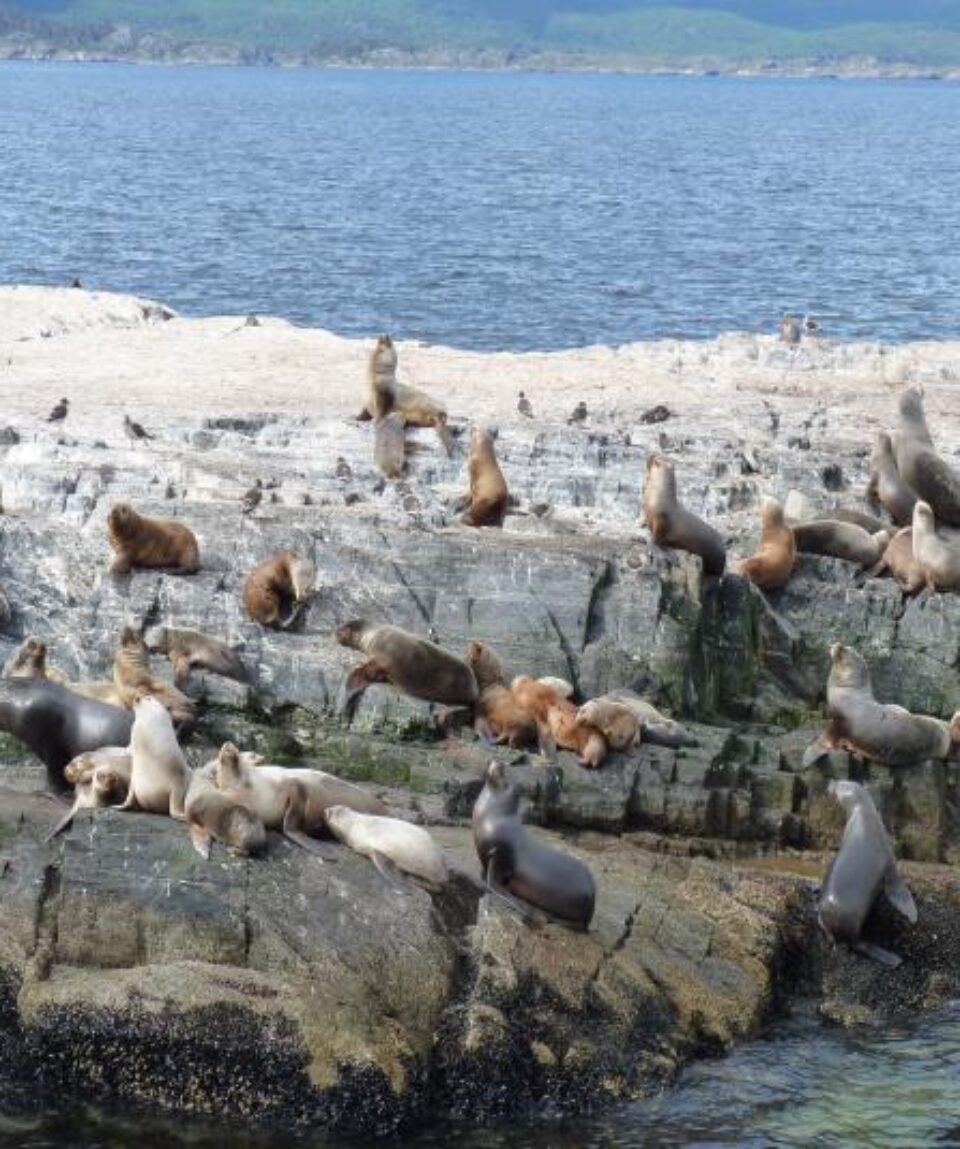 Argentina Ushuaia Leones marinos