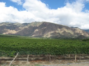 Montañas de Cafayate y sus viñedos.