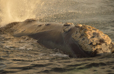 Argentina Ballenas atardecer