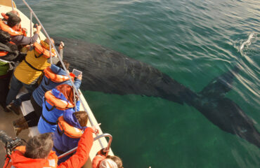 Argentina Ballena bajo Barco