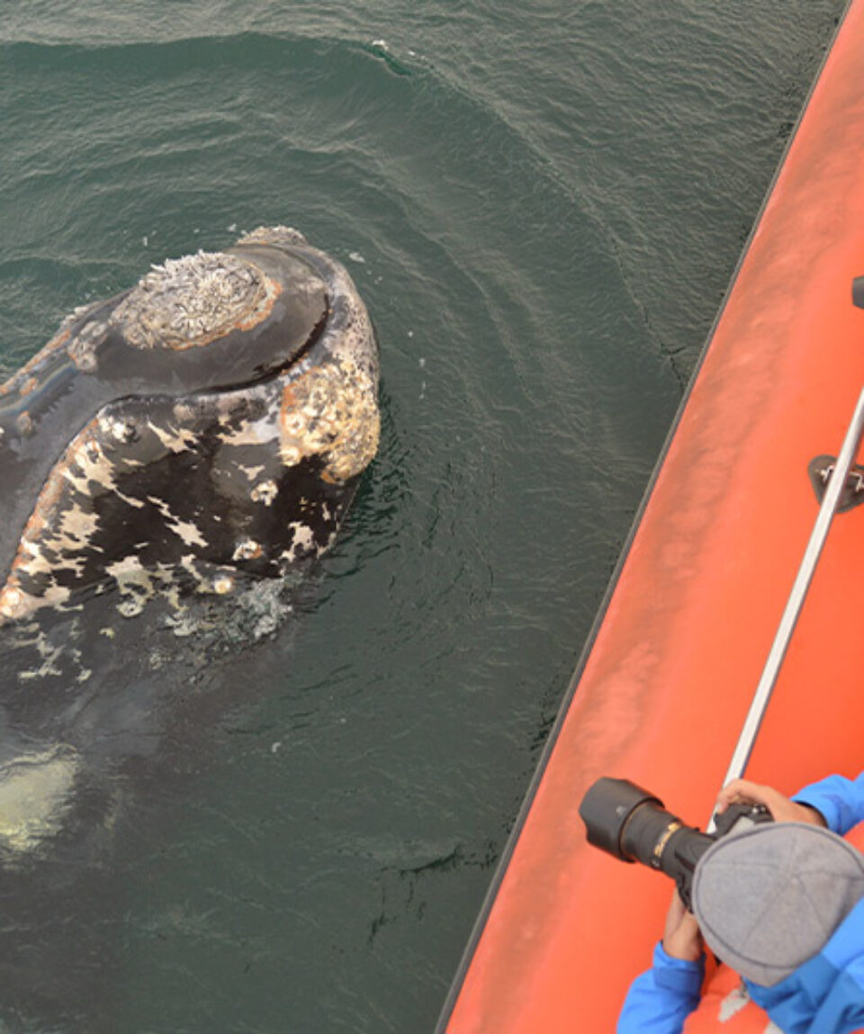 Argentina Puerto Pirámide Ballena
