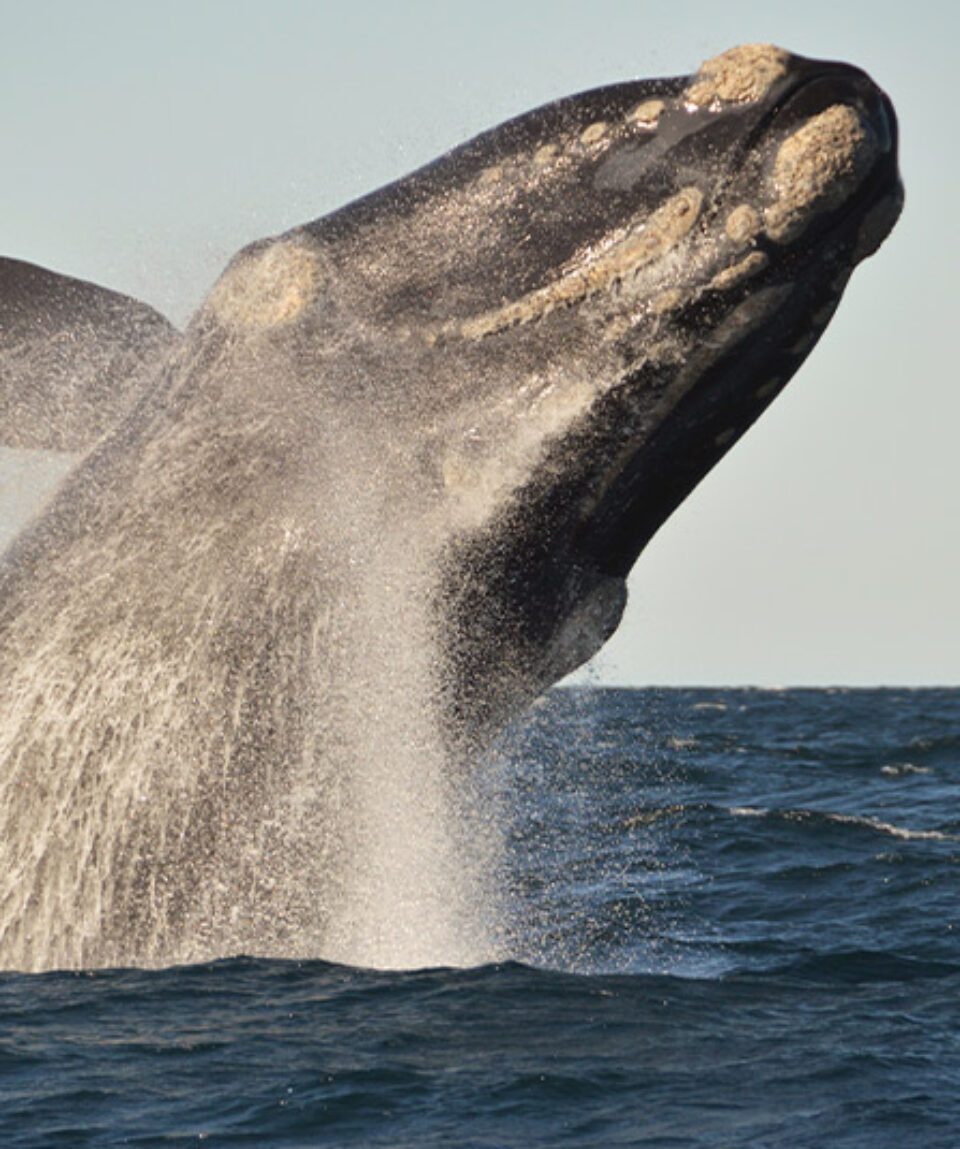 Argentina Península Valdés  Ballena