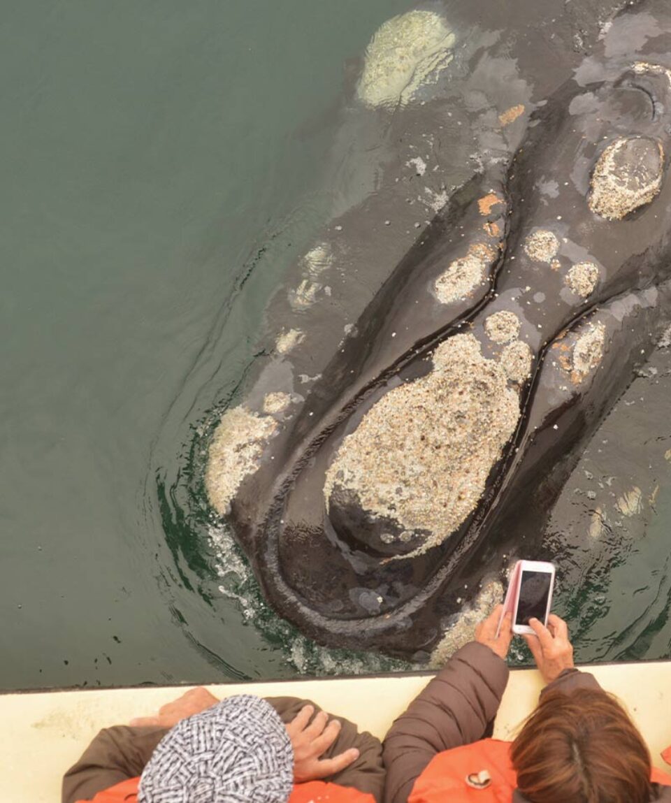 Puerto Madryn Ballenas