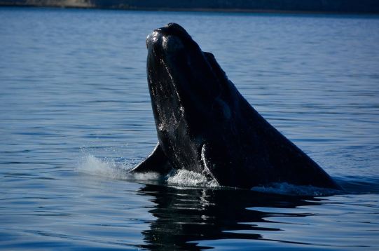 Argentina Intensa Económico